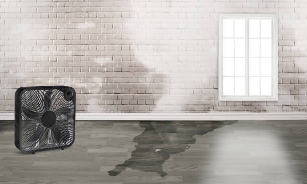 Best Basement water damage restoration  in Camp Point, IL